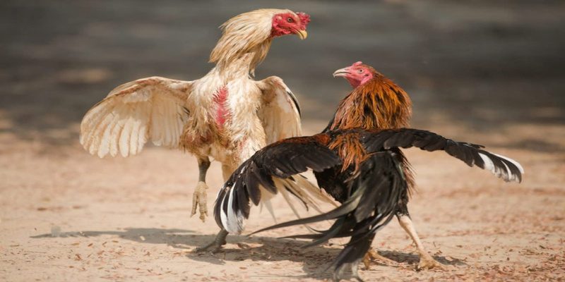 Cập nhật mới tại VIC88