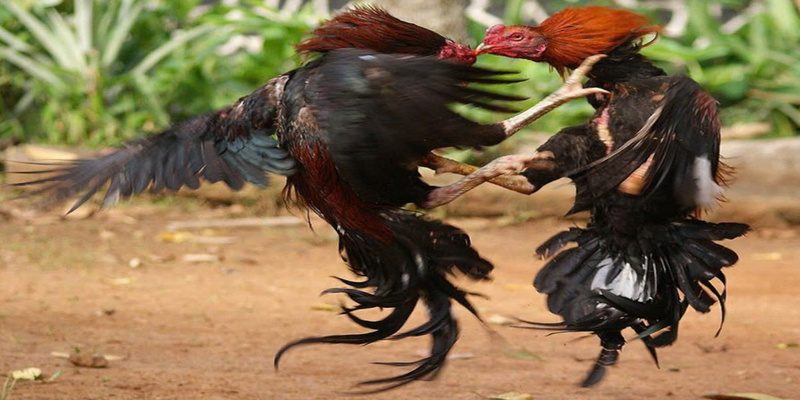Soi kèo đá gà VIC88 có nhiều sự cơ bản nhất