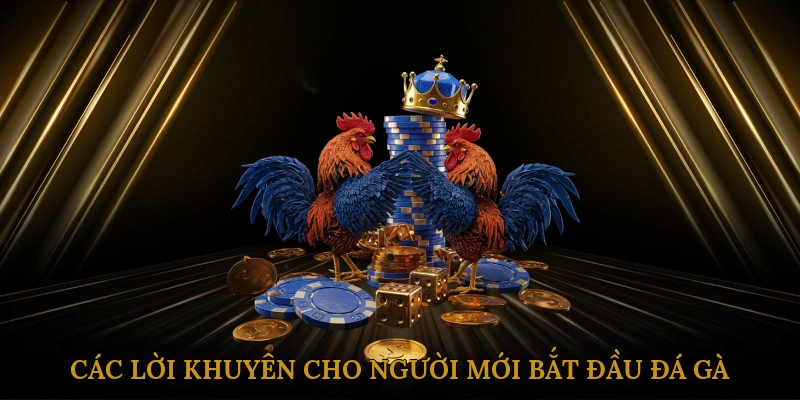 Các lời khuyên cho người mới bắt đầu đá gà Thomo hôm nay