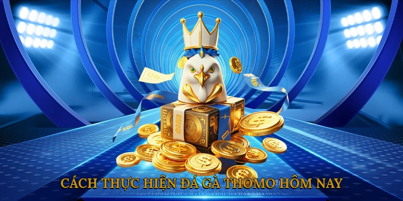 Cách thực hiện đá gà Thomo hôm nay