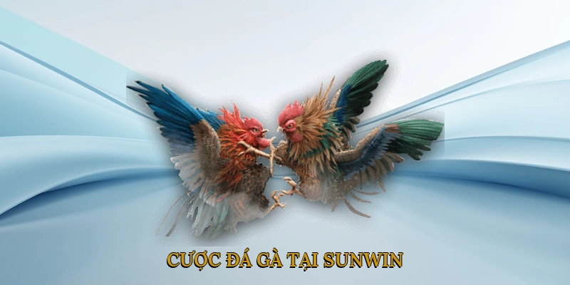 Cược Đá Gà Tại SUNWIN