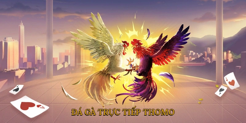 Đá gà trực tiếp thomo