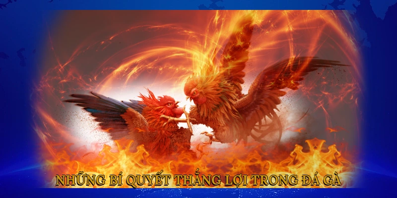 Những bí quyết thắng lợi trong đá gà trực tiếp thomo