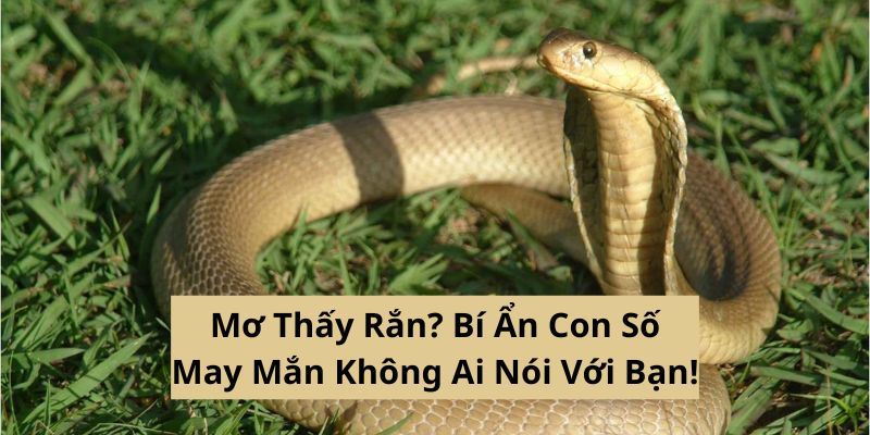 mo-thay-ran-av
