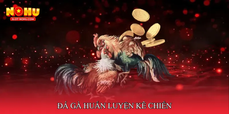 Đá Gà Huấn Luyện Kê Chiến